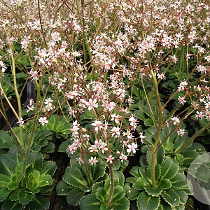 Saxifraga urbium GM P9