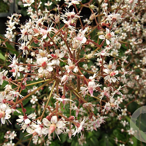 Saxifraga urbium GM P9