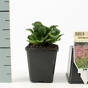 Saxifraga urbium GM P9