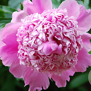 Paeonia (LD) 'Monsieur Jules Elie' GM  P11