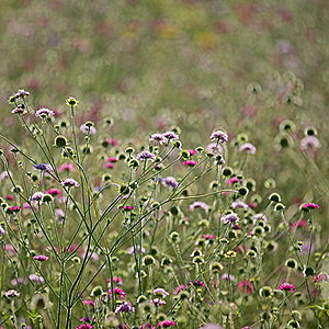 Scabiosa columbaria GM P9