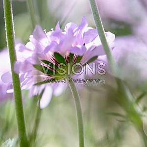 Scabiosa columbaria GM P9