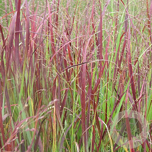 Panicum virgatum 'Külsenmoor' GM P9