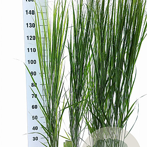 Panicum virgatum 'Northwind' 30-50 cm 3,0L