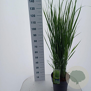 Panicum virgatum 'Northwind' 60-120 cm 12L