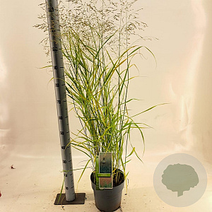 Panicum virgatum 'Prairie Sky' 60-90 cm 6,5L