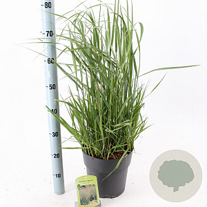 Panicum virgatum 'Prairie Sky' 60-90 cm 6,5L