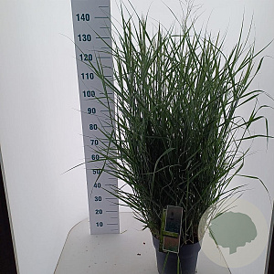 Panicum virgatum 'Prairie Sky' 60-120 cm 12L