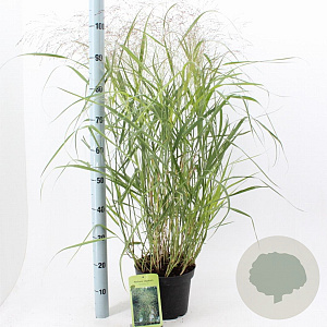 Panicum virgatum 'Rehbraun' 60-90 cm 6,5L