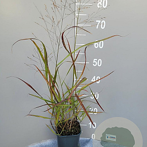 Panicum virgatum 'Shenandoah' GM 2,0L
