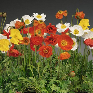Papaver nud. Pop-up Mix GM P9