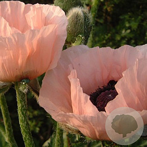 Papaver or. 'Prinz. Viktoria Luise' GM P9