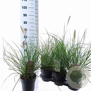 Pennisetum alopecuroides 25-30 cm 3,0L