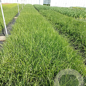 Pennisetum alopecuroides GM 2,0L