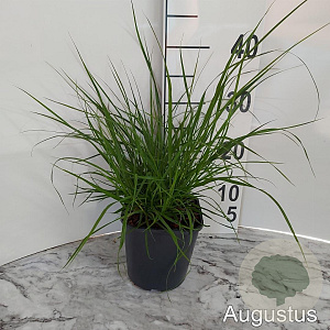 Pennisetum alopecuroides GM 2,0L