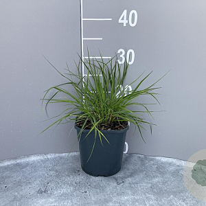 Pennisetum alopecuroides GM 2,0L
