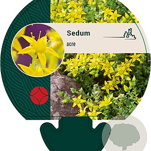 Sedum acre GM P9