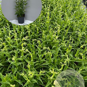 Penstemon 'White Bedder' GM 2,0L