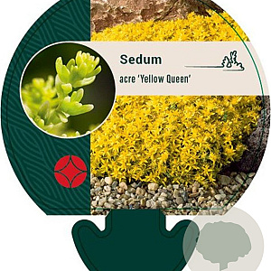 Sedum acre 'Yellow Queen' GM P9