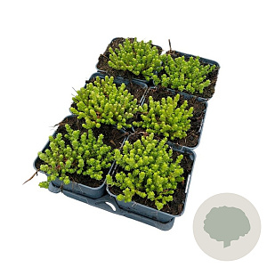 Sedum acre 'Yellow Queen' GM P9
