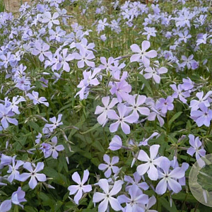 Phlox divaricata laphamii GM P9