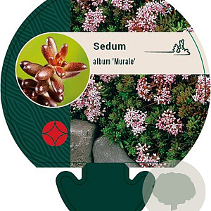 Sedum album 'Murale' GM P9