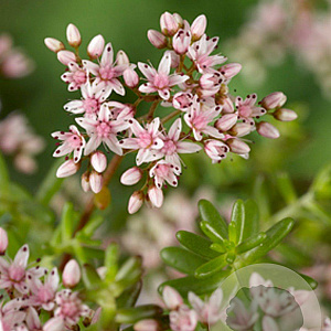 Sedum album 'Murale' GM P9