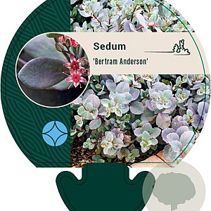 Sedum 'Bertram Anderson' GM P9