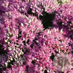 Sedum 'Carl' GM P9