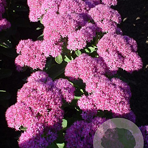 Sedum 'Carl' GM P9