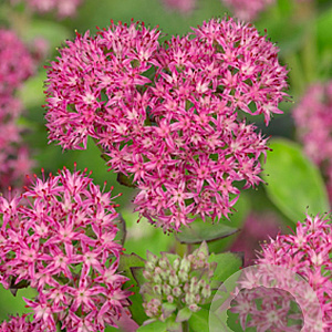 Sedum 'Carl' GM P9