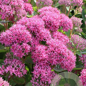 Sedum 'Carl' GM P9