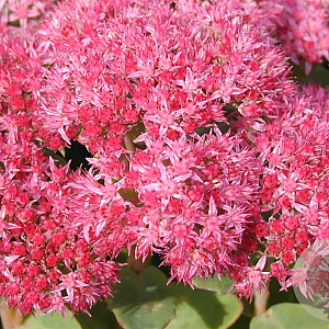 Sedum 'Carl' GM P9