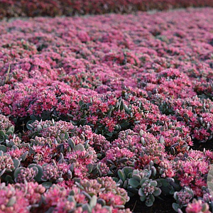 Sedum cauticola 'Lidakense' GM P9