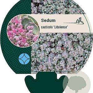 Sedum cauticola 'Lidakense' GM P9