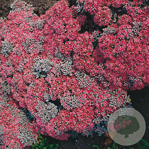 Sedum cauticola 'Lidakense' GM P9