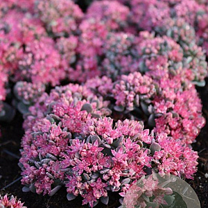 Sedum cauticola 'Lidakense' GM P9