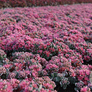 Sedum cauticola 'Lidakense' GM P9