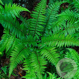 Polystichum makinoi GM P9