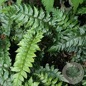 Polystichum 'Spiny Holly' GM P9