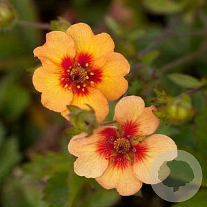Potentilla 'Esta Ann' GM P9