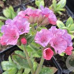 Pulmonaria 'Pretty in Pink' GM P9