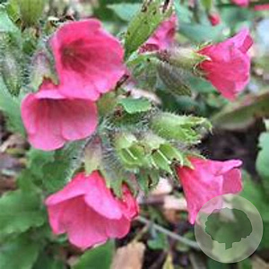 Pulmonaria rubra GM P9