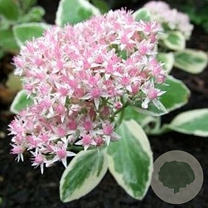 Sedum 'Frosty Morn' GM P9