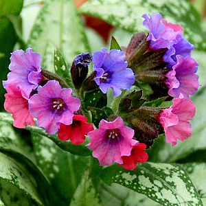 Pulmonaria 'Silver Bouquet' GM P9