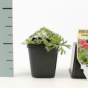 Pulsatilla v. 'Rubra' GM P9