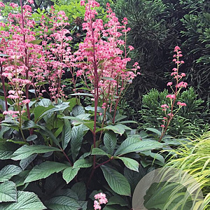 Rodgersia 'Bronze Peacock' GM 2,0L