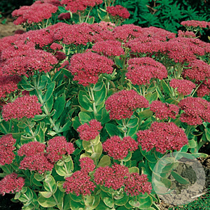 Sedum 'Herbstfreude' GM P9