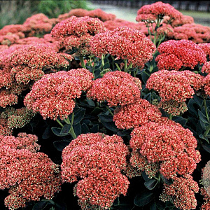 Sedum 'Herbstfreude' GM P9