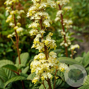 Rodgersia 'Snow Clouds' GM P9